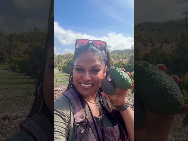 Stop letting your perfectly ripe California Avocados go to waste
