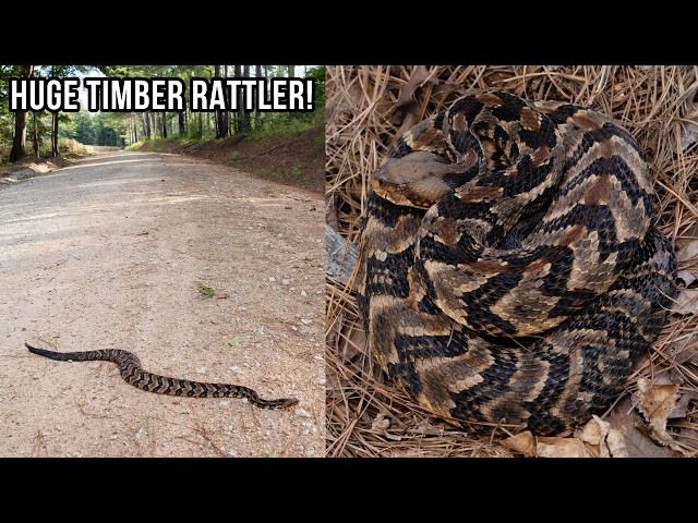 Peak Rattlesnake Season is Here in Georgia! Late Summer Snake Hunting