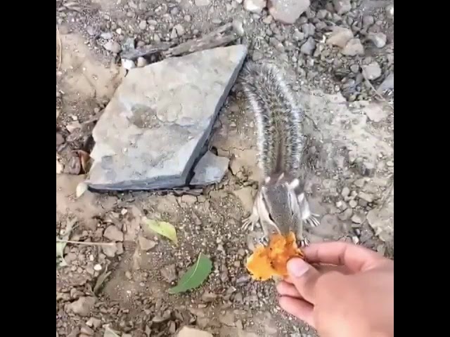 squirrel feeding through my hand
