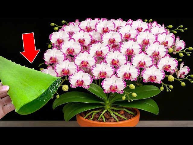 🌸Only aloe vera! Suddenly the orchid took root and bloomed 600% more.