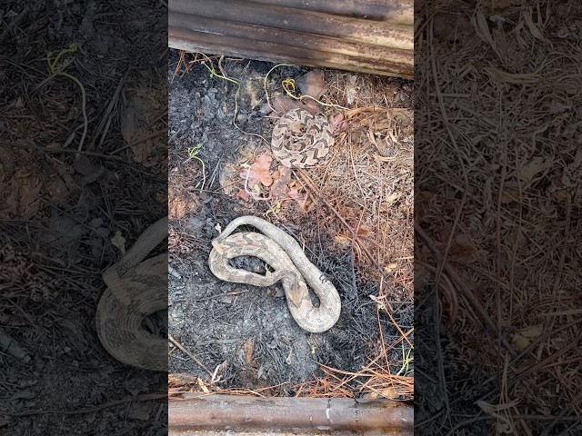 This Tin Stack Just Keeps Spawning Rattlesnakes! North Georgia Snake Hunting
