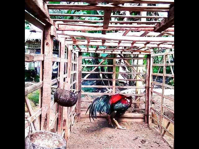 SPORT COCK FIGHTER #1