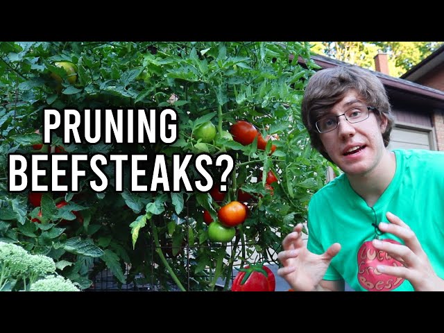 *PROOF* Pruning Beefsteak Tomatoes is Not Necessary