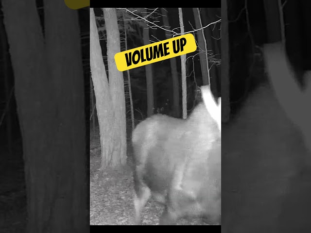 Bull Moose talks to trail camera