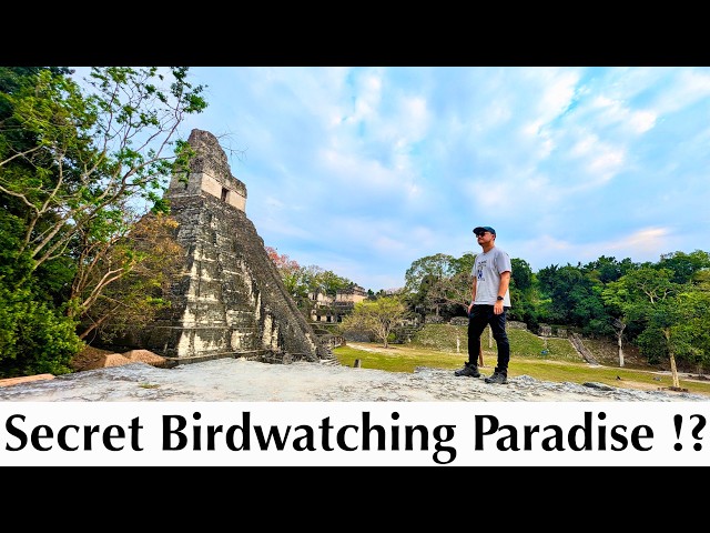 First Impressions of Tikal National Park, Guatemala: Secret Bird Watching Paradise!? [#124]