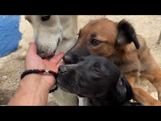 Zak & Zoe Need Some Help Socializing! 🐾  - Takis Shelter