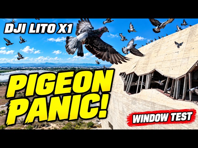 DJI Lito X1 Window Test – Then the Pigeons Took Flight!