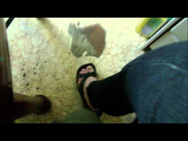 angry birds zombie attack part 2