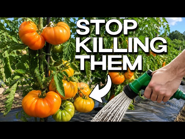 The Tomato Watering Mistake SECRETLY Destroying Your Harvest Every Day