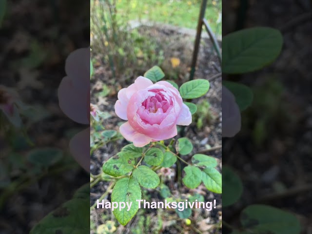 Happy Thanksgiving 2023 #thanksgiving #fall #garden #fallgarden #leaves #nj #happythanksgiving