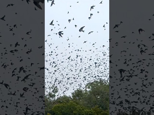 BIRDNADO! Tree swallow migration underway this fall at Parker River NWR