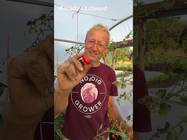 The Same Tomato Plant for 13 Years