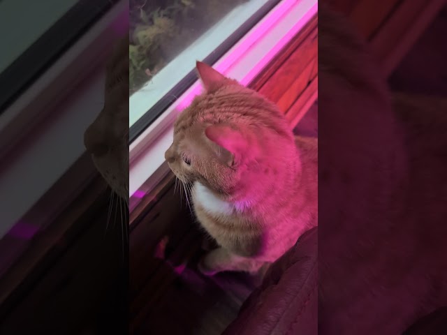 Кот нервничает 🙀