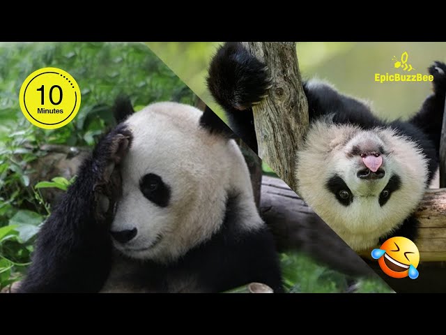 🐼Funny PANDA Video Compilation | 10 Mins of Panda Cuteness
