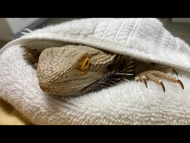 PARASITES! The TRUTH that Bearded Dragon Keepers Need to Know!