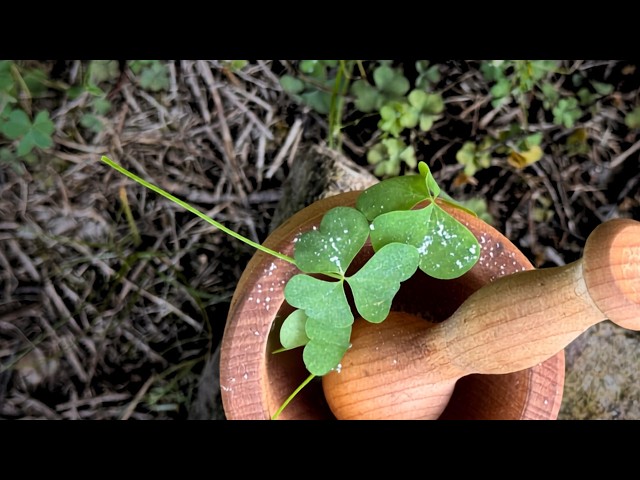 What Wood Sorrel Taught Me