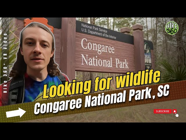 Looking for wildlife at Congaree National Park, SC (Hike 360° VR Video)