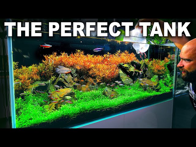 HOW TO MAKE A BEAUTIFUL ROCK & PLANTS AQUASCAPE IN 30 DAYS