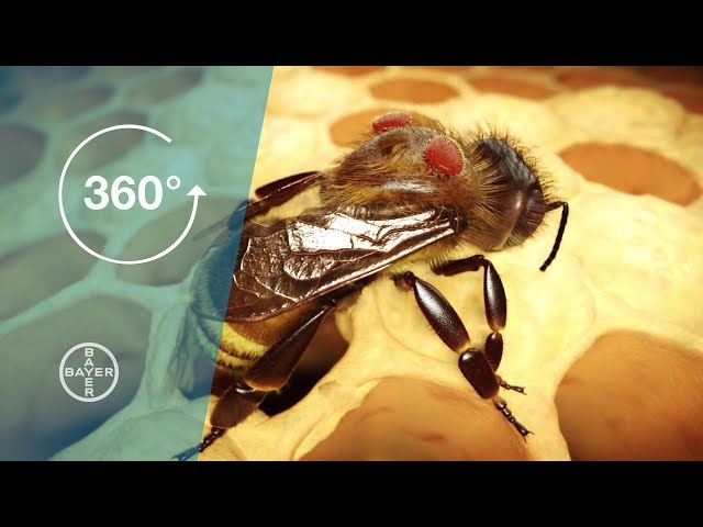How Do Varroa Mites Threaten Bee Colonies? | Bayer