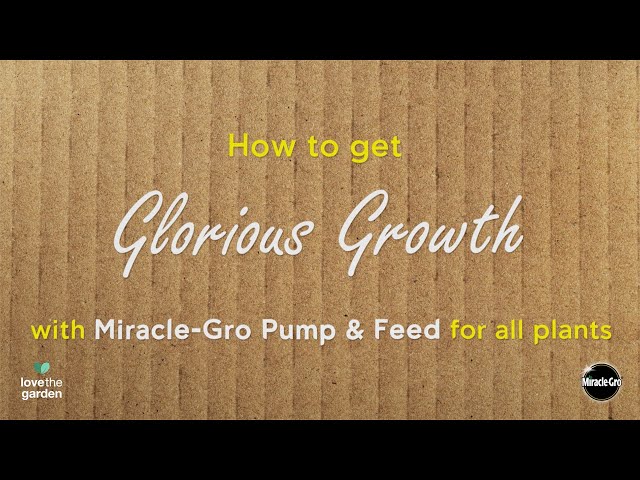 Miracle-Gro® Pump & Feed Plant Food | Easy 1-Pump Feeding for All Plants | Love The Garden
