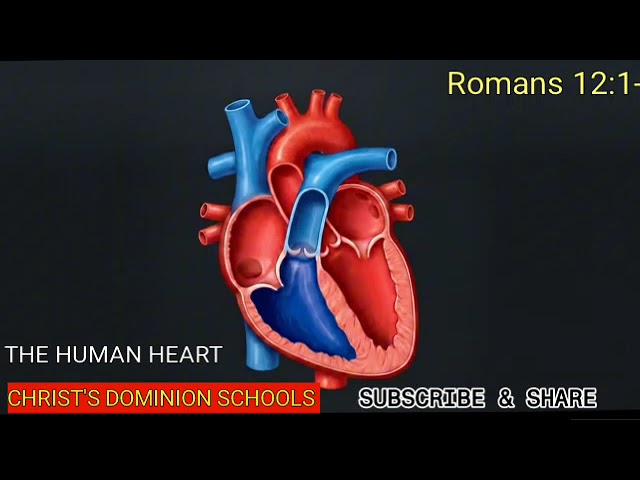 THE HUMAN HEART