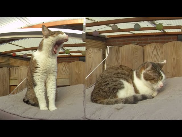 Dit is Wizzy, de kat van de buren die gromt als een leeuw!