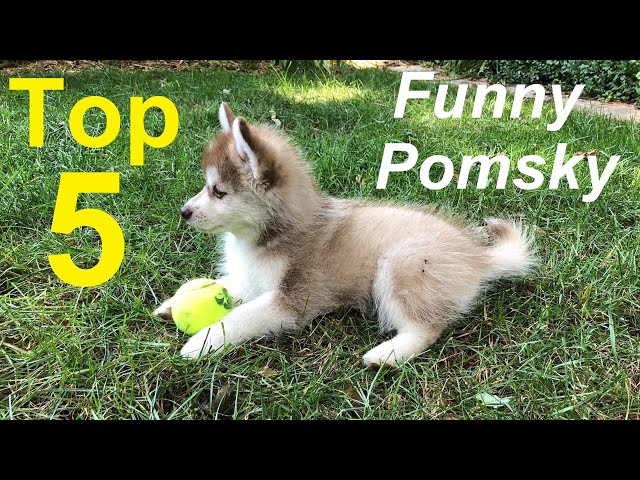 5 funny things Pomskies do [five things to expect when you get a Pomsky puppy]