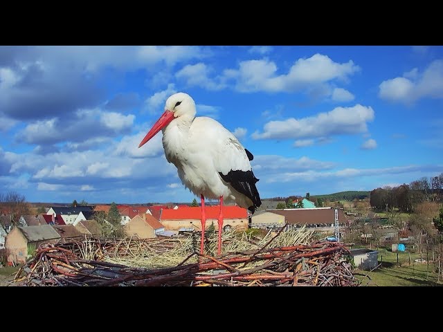 🔴 LIVE: Storchennest Fohrde - Nest 2 (2026) 🐦 White Stork Cam