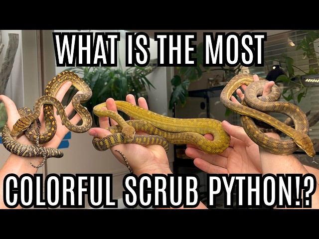 What REALLY Is The Most Colorful Scrub Python!?