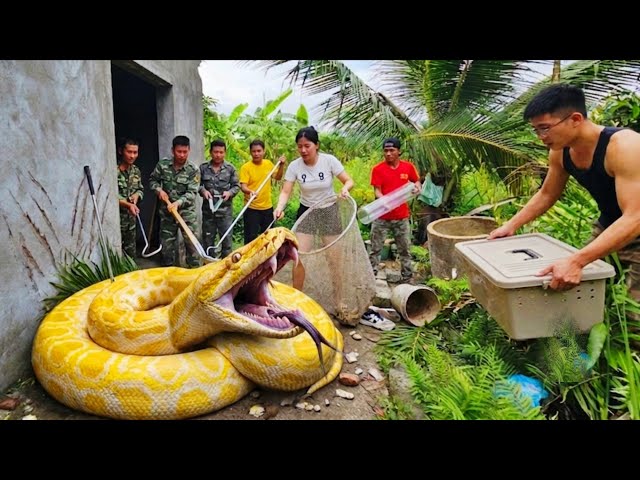 Expert Discovers Giant Yellow Python Nest in Abandoned House