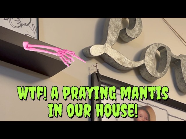 Chaos Video with Frogman Ice Cream, Bugs, Decorating and More!