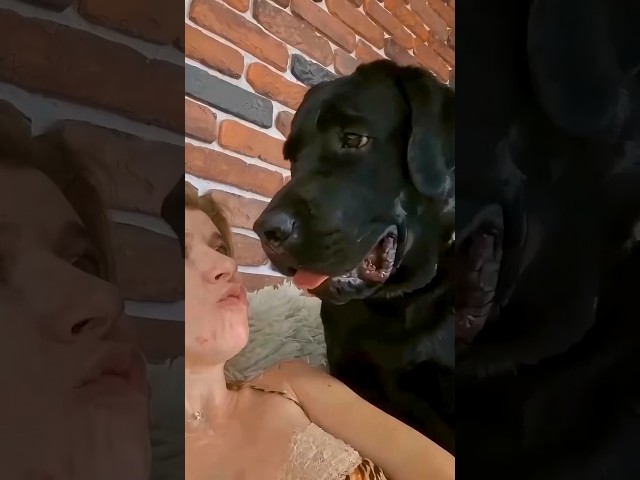 Unbelievable Crazy Dog #shortvideos #funny #prank #shots #short #laugh #dogshorts #dog #dogs