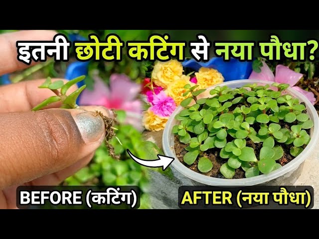 इतनी छोटी Jade Cutting… क्या सच में इससे नया पौधा बन पाएगा!!|| how to grow jade plant from cuttings 
