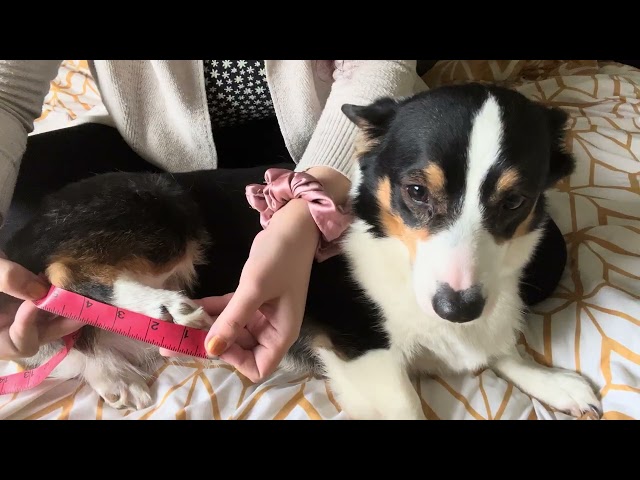 ASMR Corgi Measuring