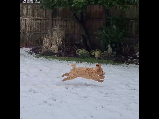 DX Commander dogs in snow - Little Teddy & Django