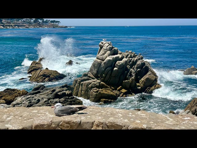 Relaxing Blue Ocean Waves🌊Calm Beautiful Coastal Scenery with Seabirds, Beach Sounds for Inner Peace