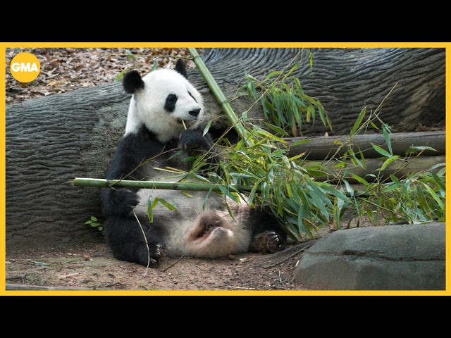 Giant pandas Ping Ping and Fu Shuang arrive in Atlanta from China