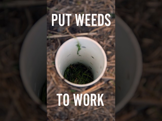 Turn weeds into free compost! | Gardening Australia