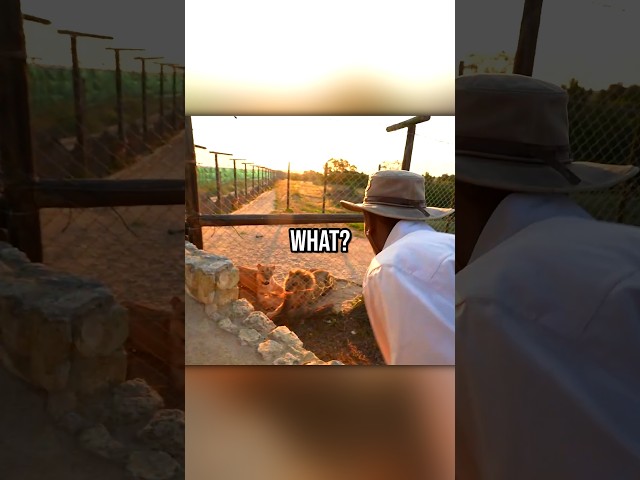 Rakai Tries Rage Baiting A Lion! ππ