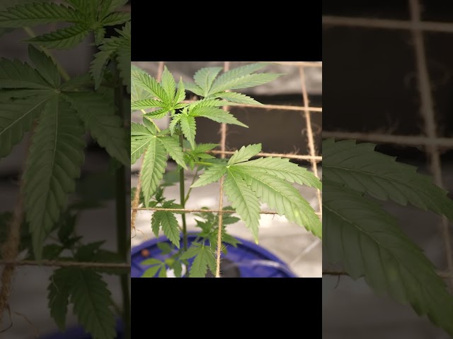 Topping off my first plant..#growingweed #growingcannabis #indoorplants #gardeningtips #weedchannel