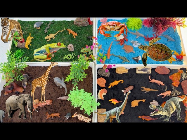 FOUR Habitats Jungle, Dinosaurs, Forest and Ocean | Learn Habitats and Animal Names