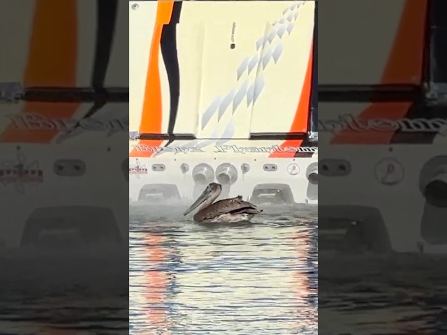 These Pelicans Are WAY Too Calm for This Noise! #bighorsepower #enginesound #loudexhaust #pelicans