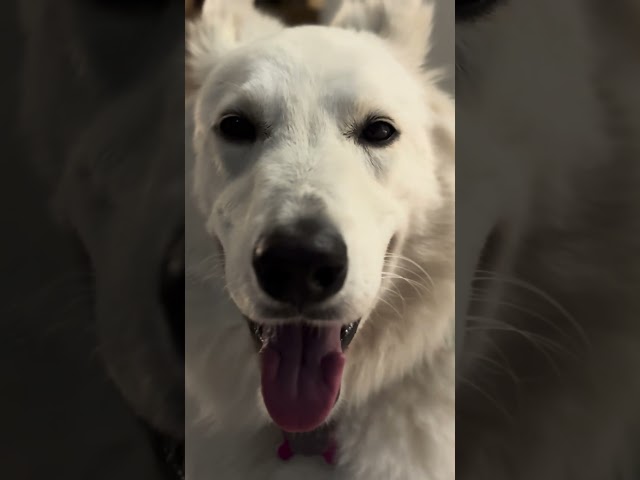 Woof