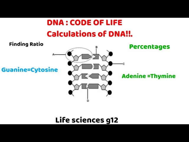 How to answer DNA calculations