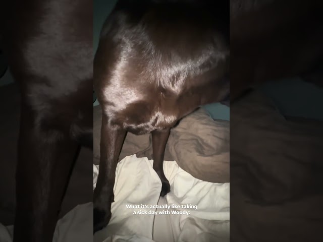 No sick days around here 🤣 #chocolatelab #puppy #labrador #dog #pets