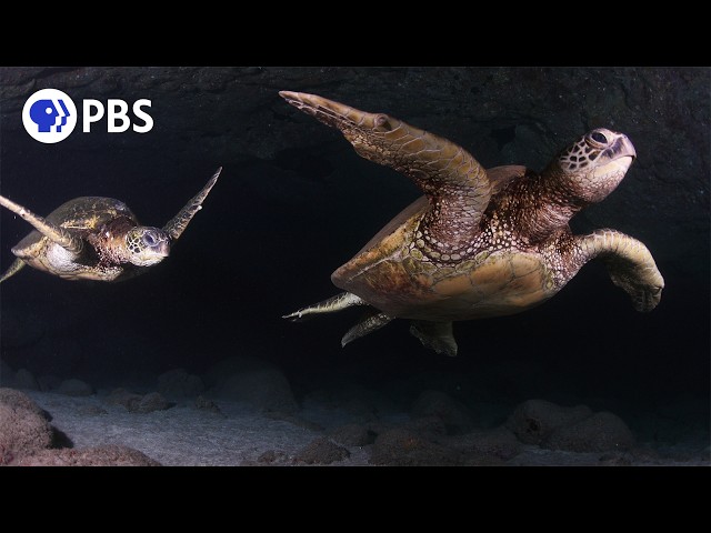Swim with Soothing Sea Turtles | Relaxing Nature Soundscape