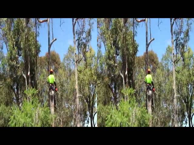 Tree Lopping of Jarrah and Marri in 3D VR or 2D