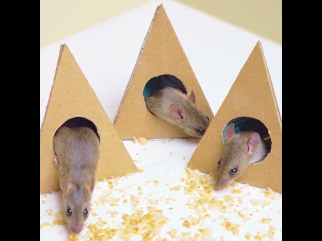 Cat TV - Pyramid Cat Games REAL MICE