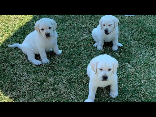 GREAT ESCAPE! Adorable Lab Puppies Play Outside