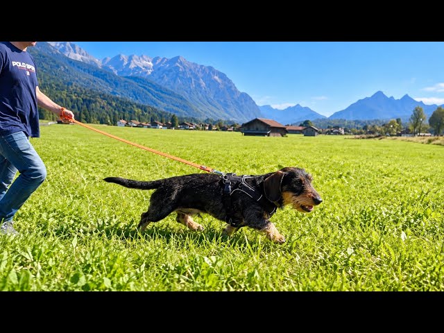 An Adventure I Won’t Forget… | Teddy the Dachshund 🐾